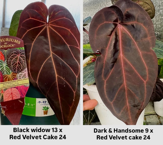 Parent plants of this Anthurium seed cross