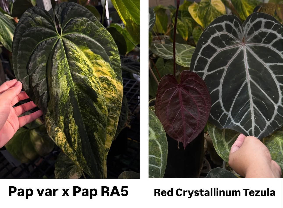 Parent plants of this Anthurium seed cross