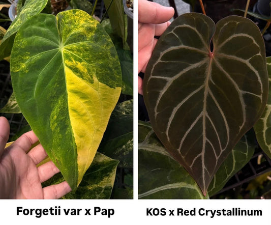 Parent plants of this Anthurium seed cross