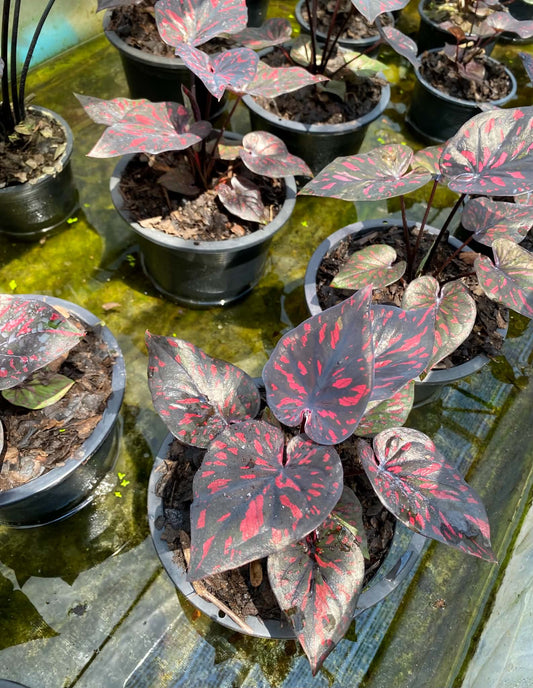 Caladium Thai Hybrid SUN01