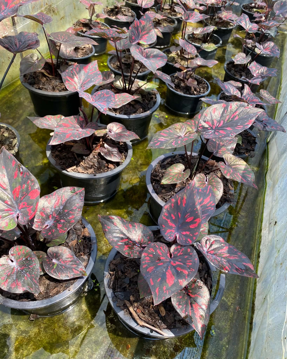 Caladium Thai Hybrid SUN01