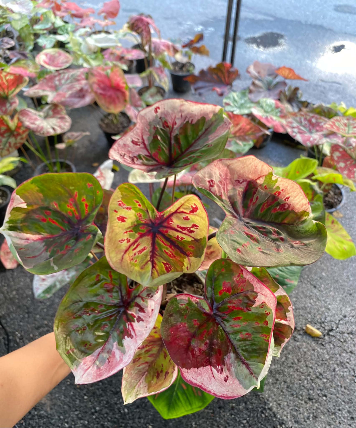 Caladium Thai Hybrid SUN02