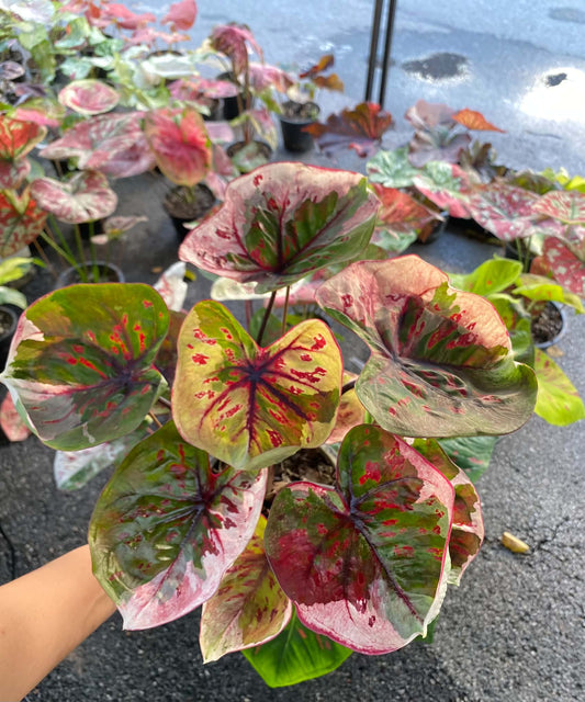 Caladium Thai Hybrid SUN02