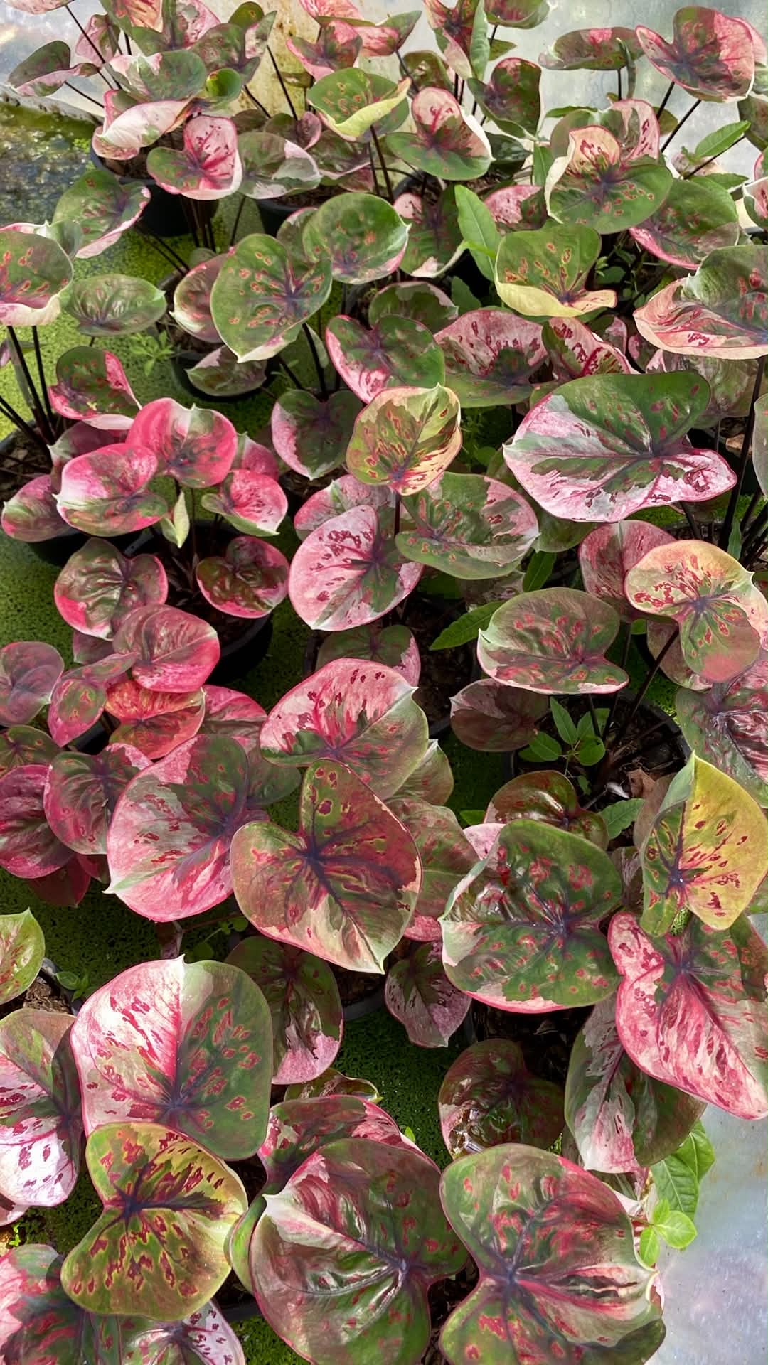 Caladium Thai Hybrid SUN02