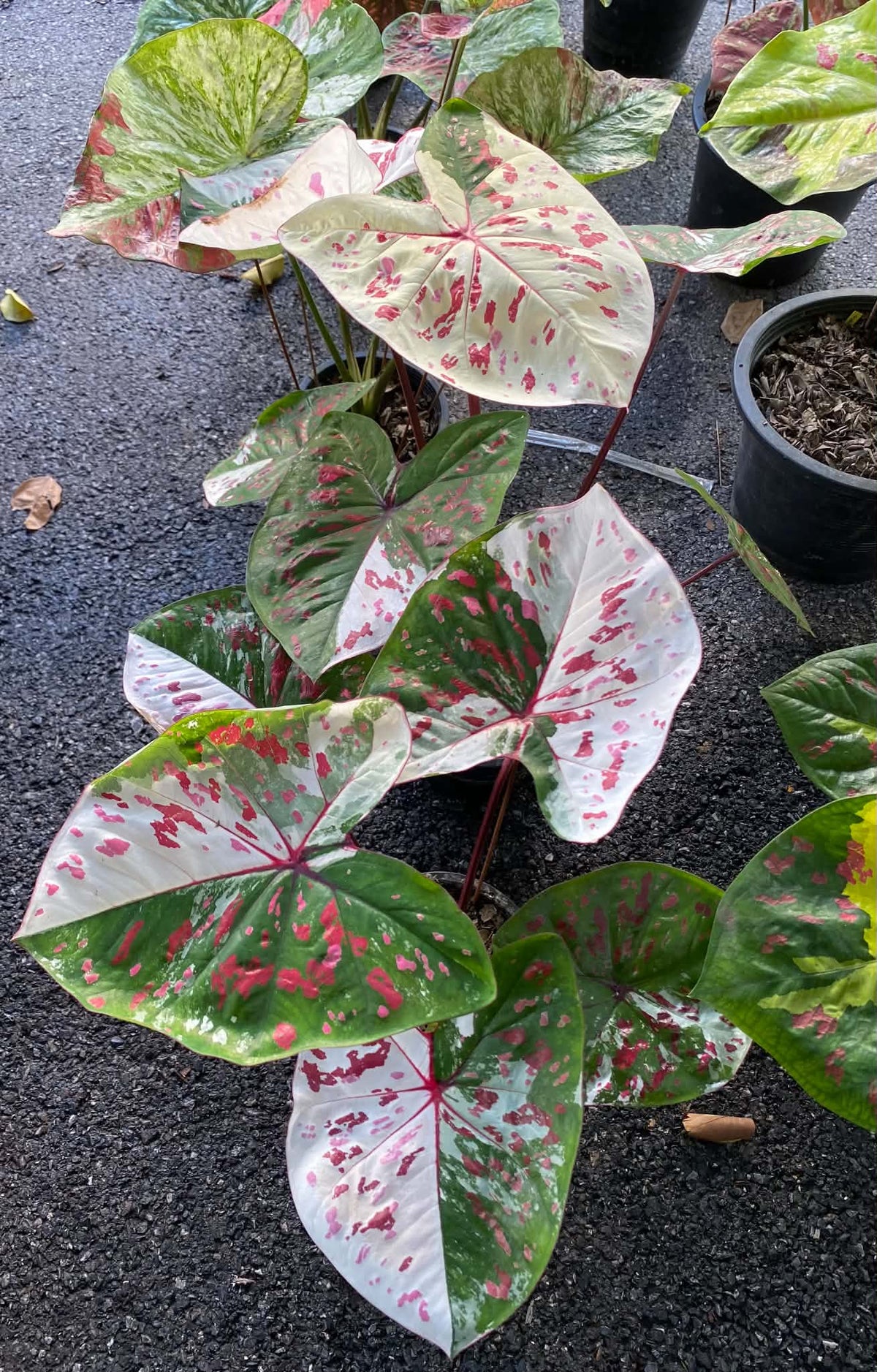 Caladium Thai Hybrid SUN03