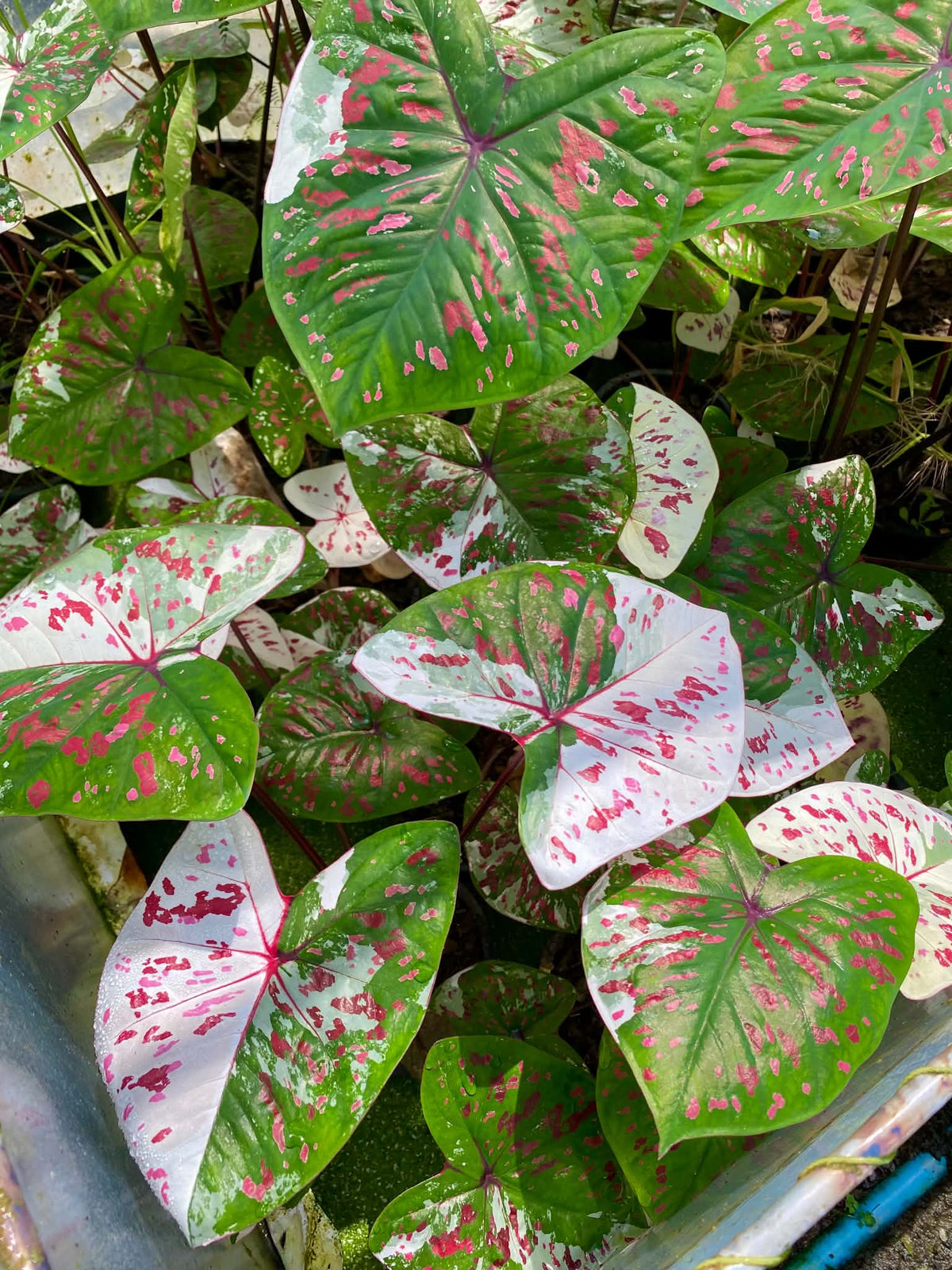 Caladium Thai Hybrid SUN03