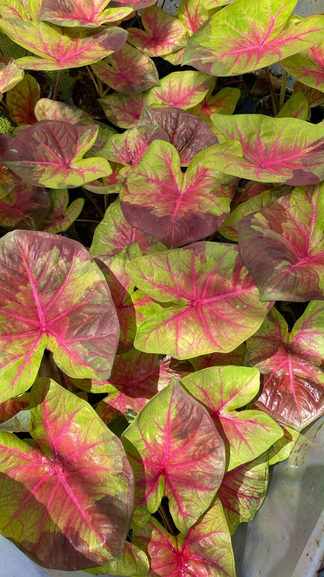 Caladium Thai Hybrid SUN04