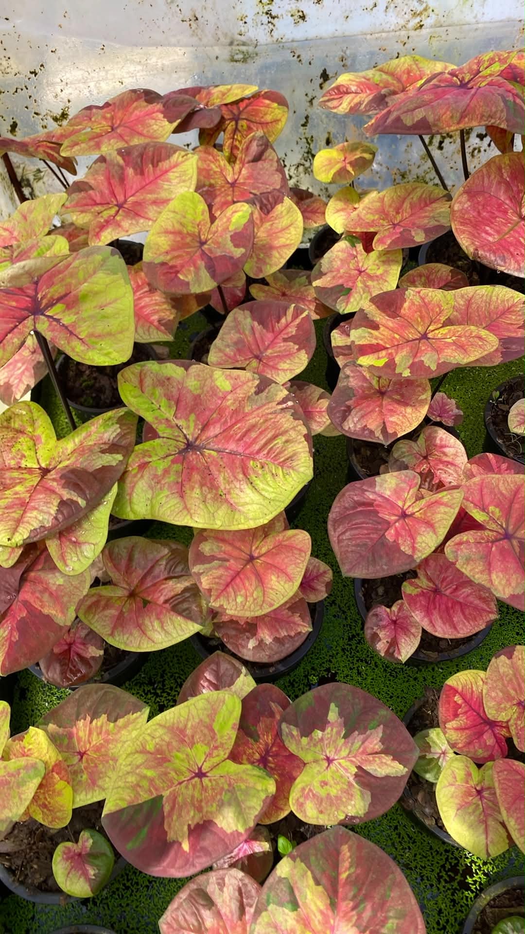 Caladium Thai Hybrid SUN05