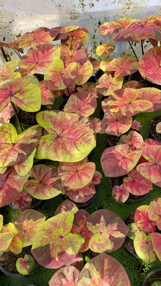 Caladium Thai Hybrid SUN05