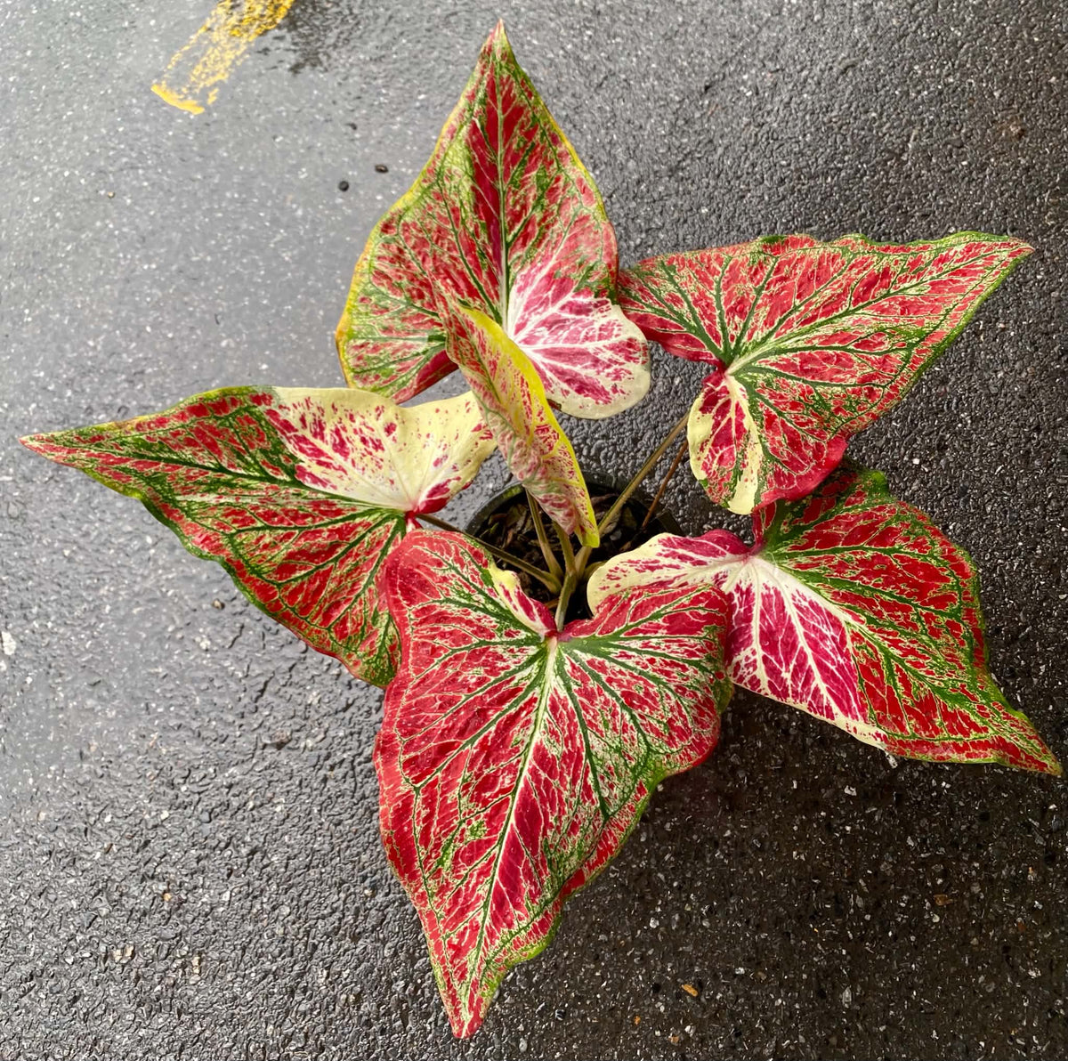 Caladium Thai Hybrid SUN07