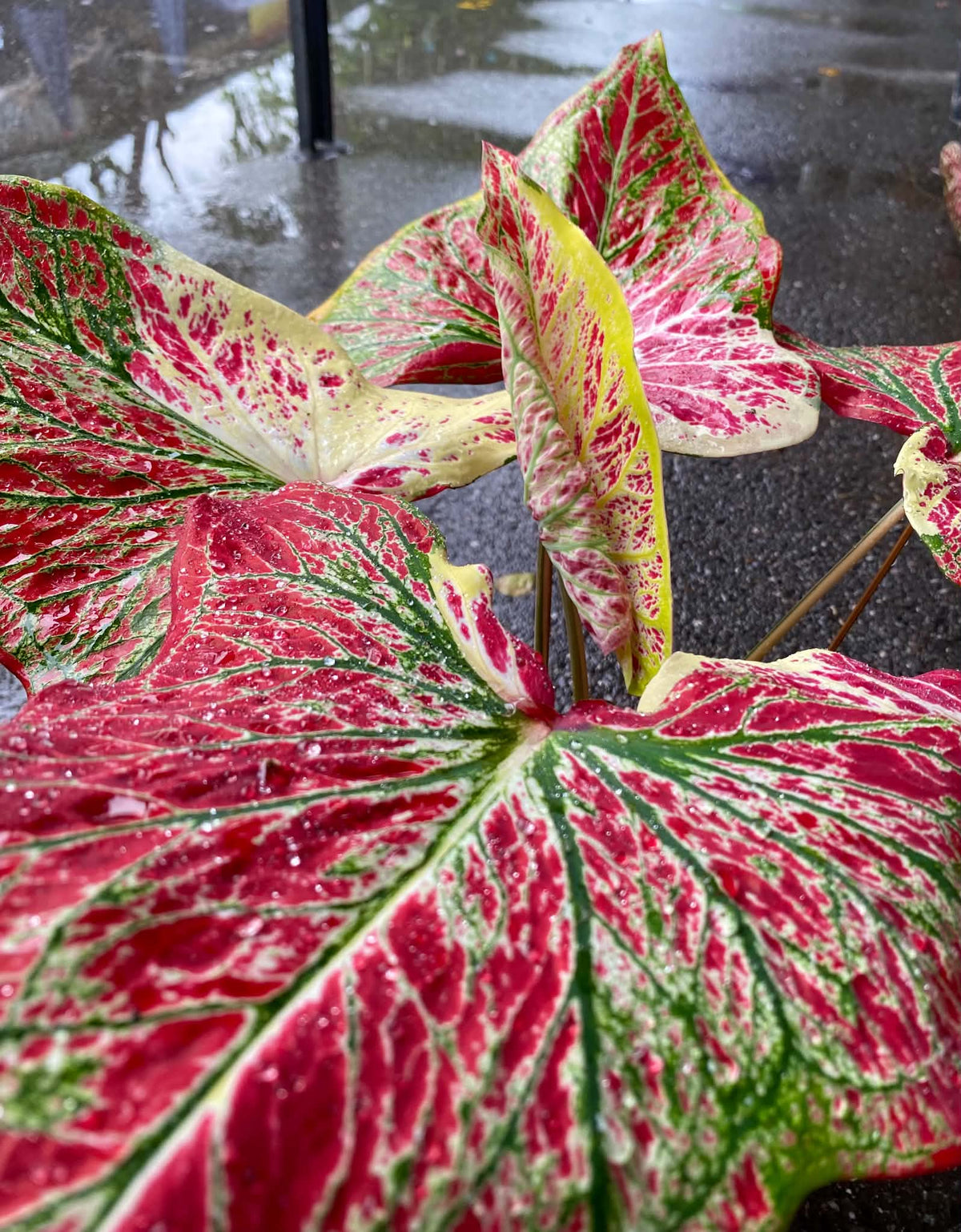 Caladium Thai Hybrid SUN07