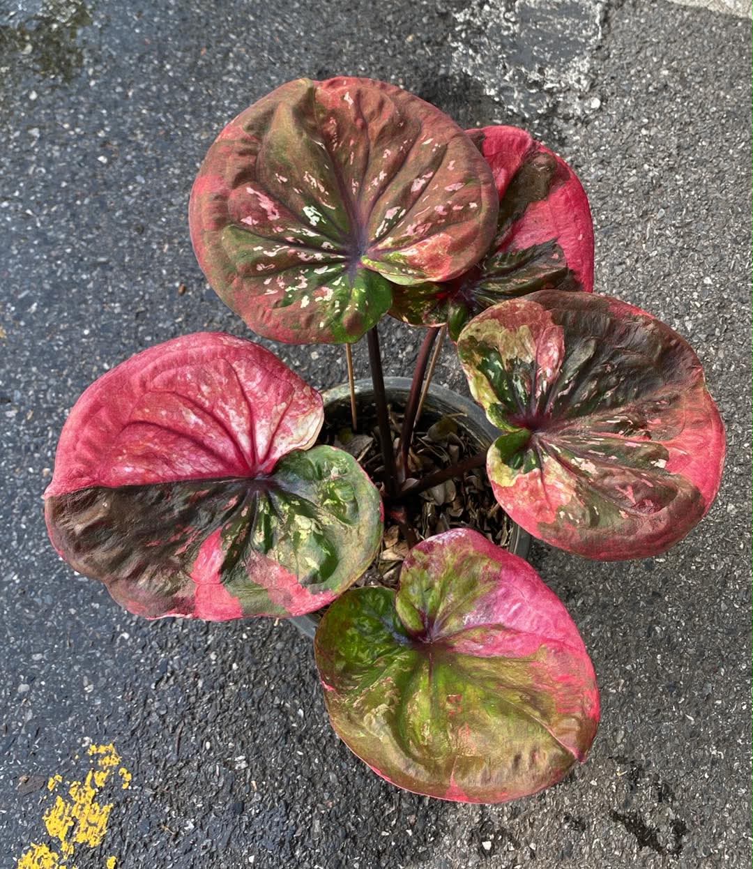 Caladium Thai Hybrid SUN08