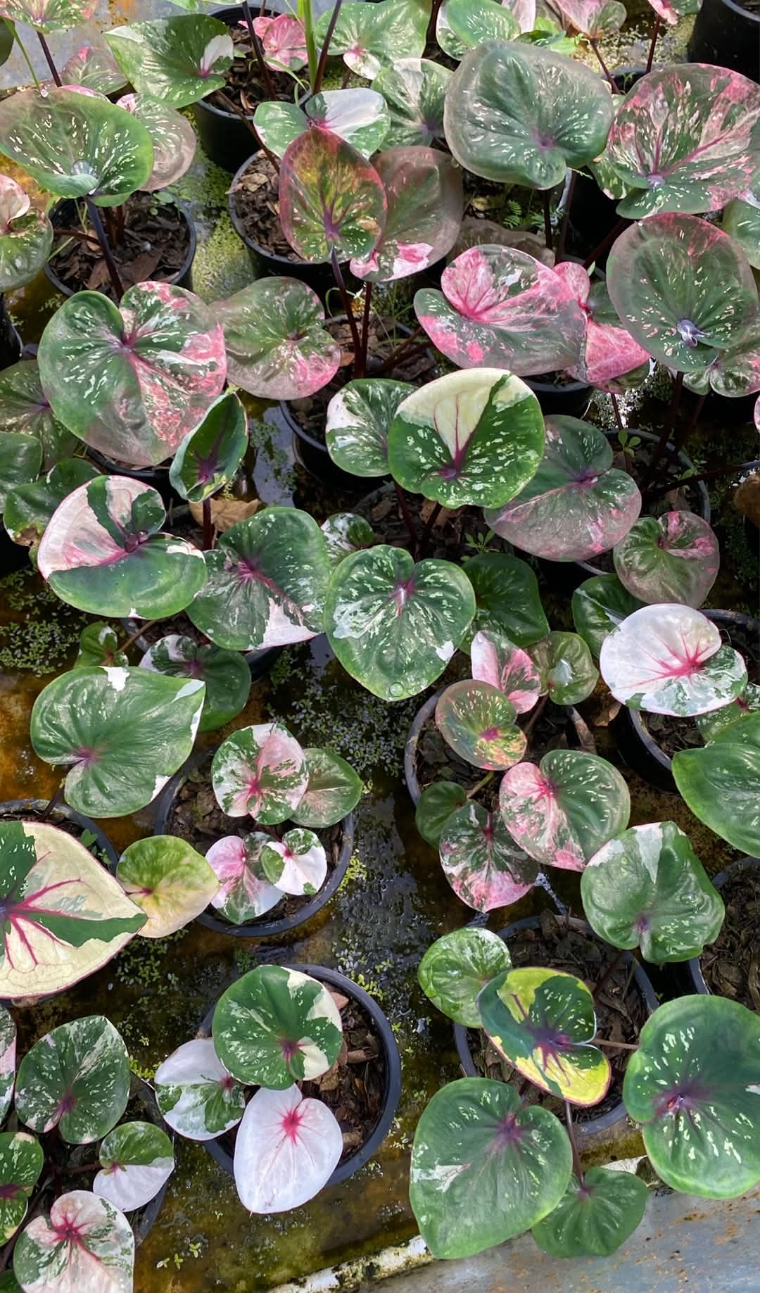 Caladium Thai Hybrid SUN09