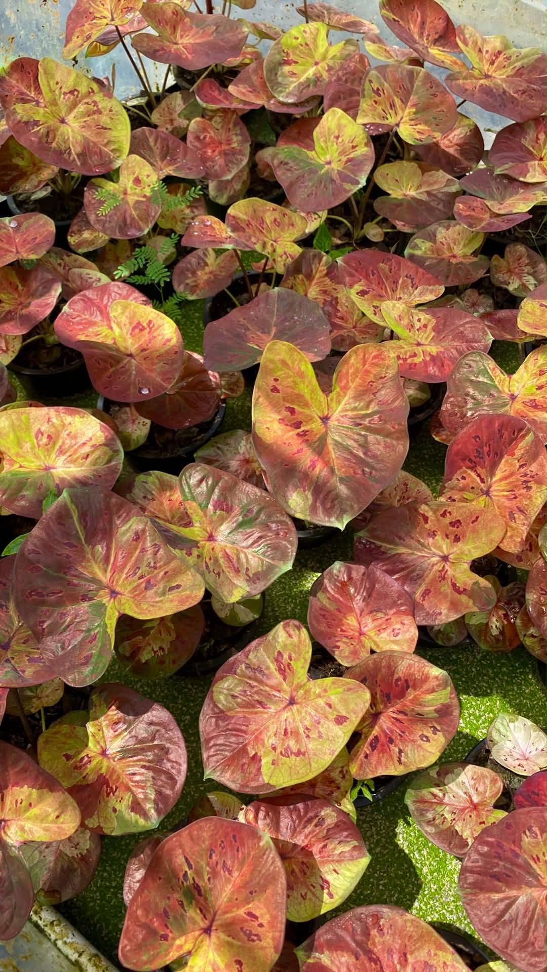 Caladium Thai Hybrid SUN10