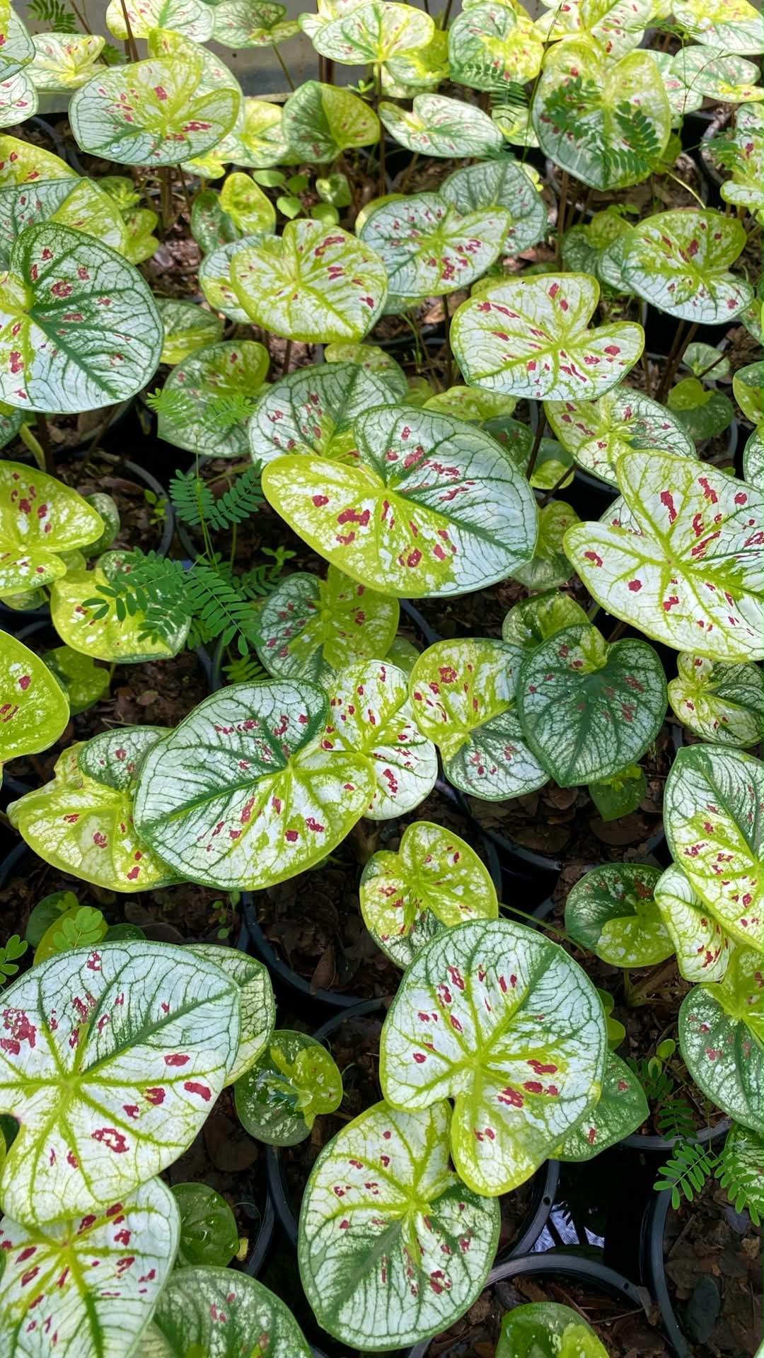 Caladium Thai Hybrid SUN12
