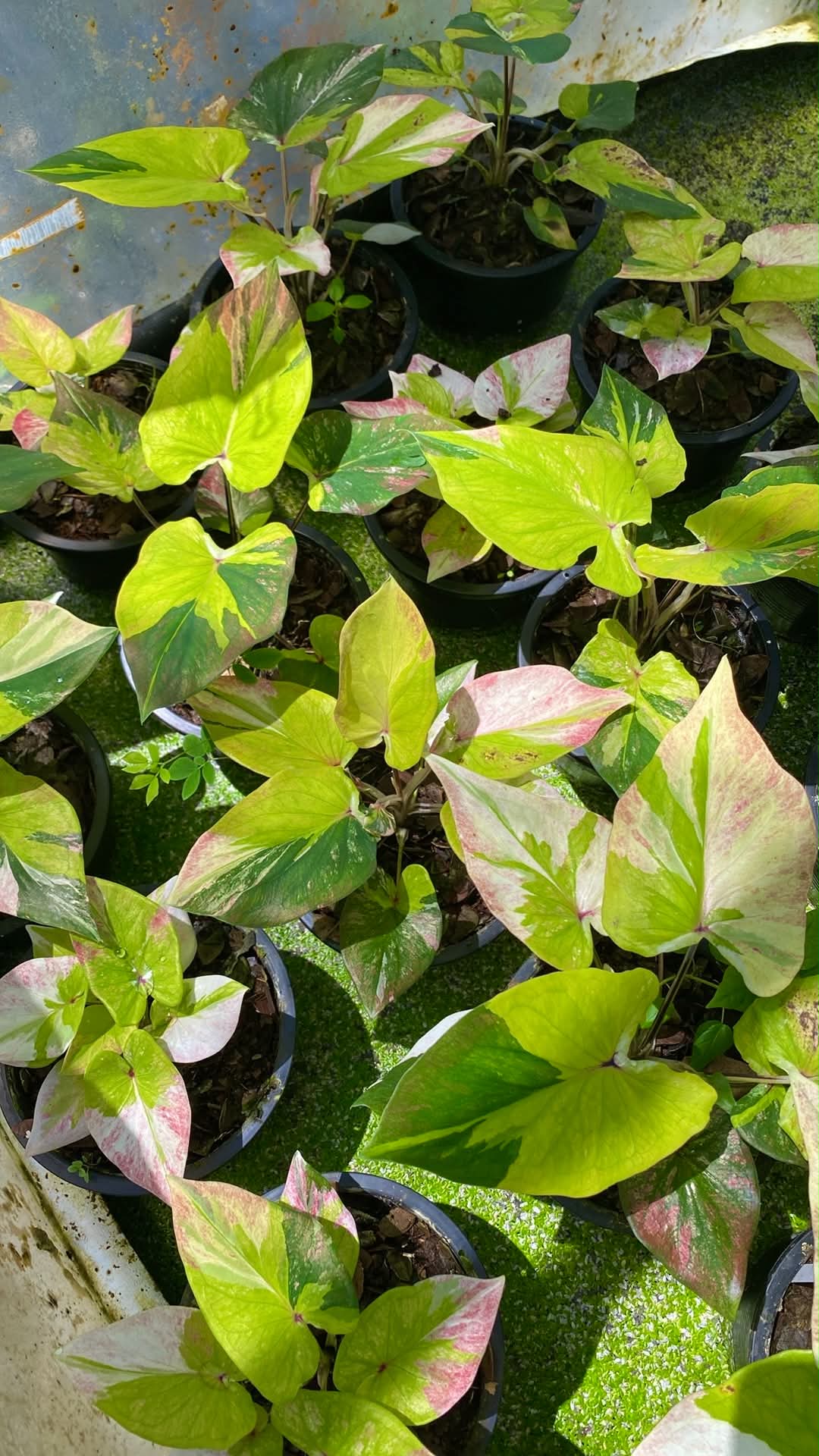 Caladium Thai Hybrid SUN13