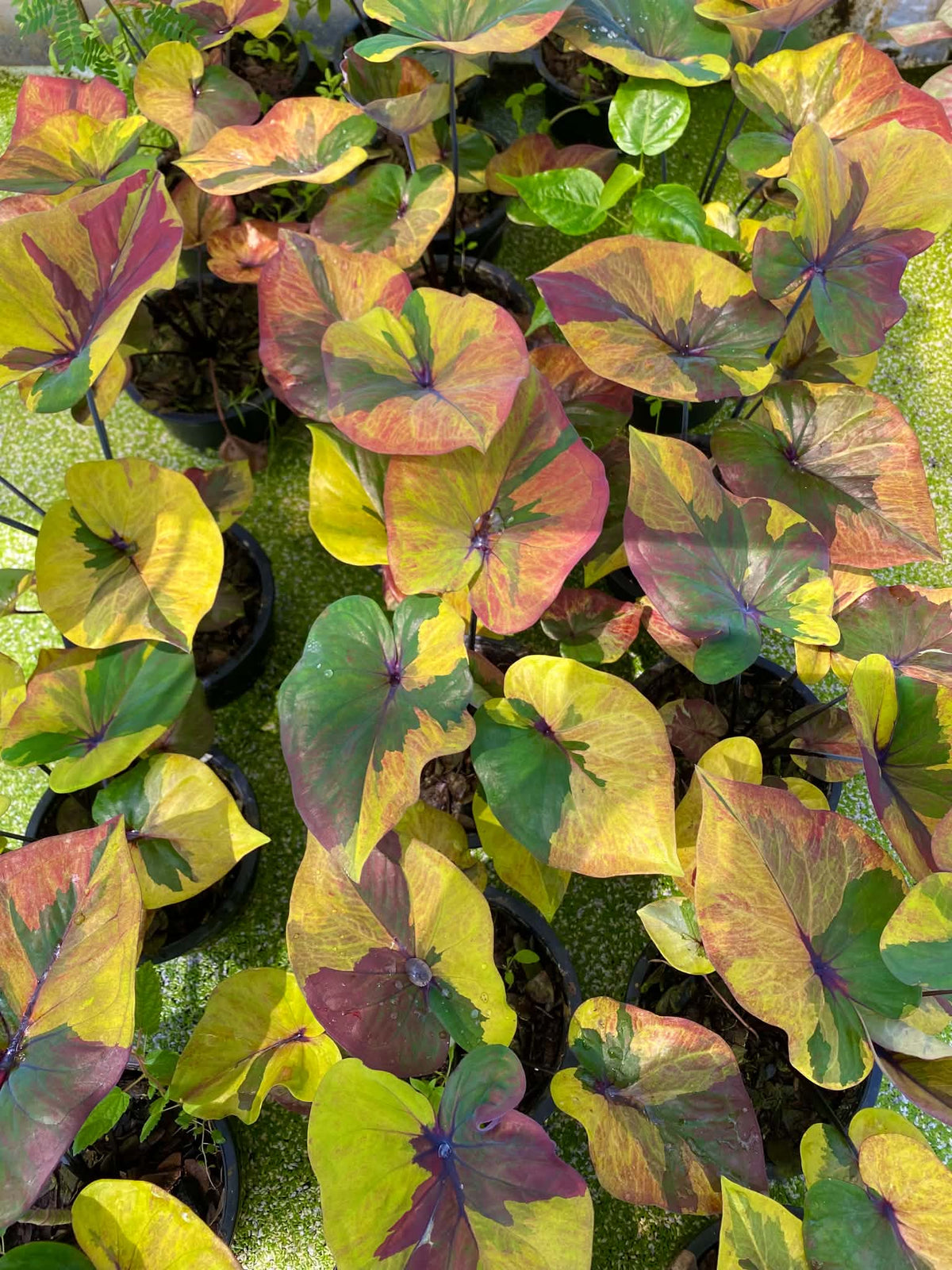 Caladium Thai Hybrid SUN15