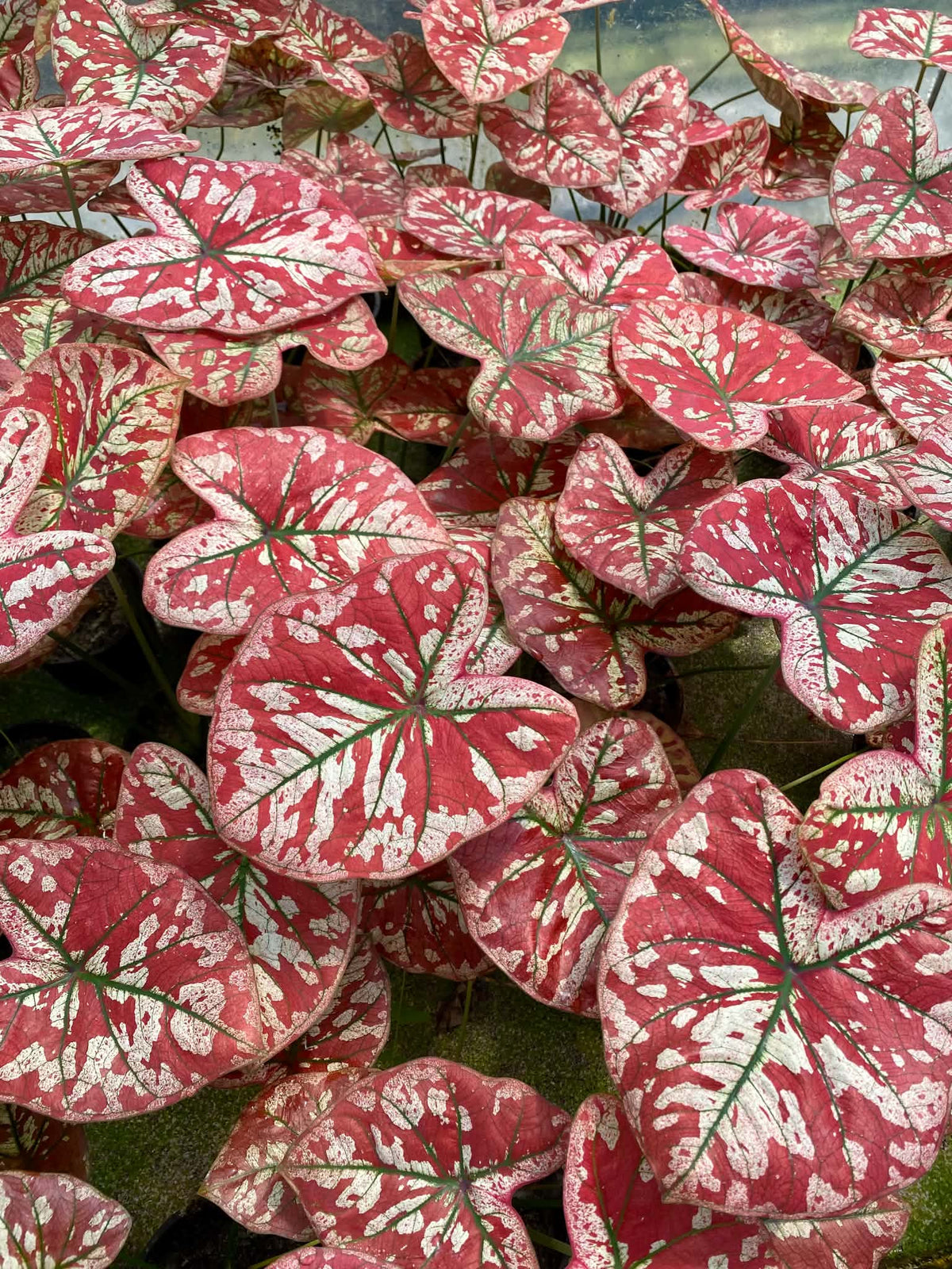 Caladium Thai Hybrid SUN17