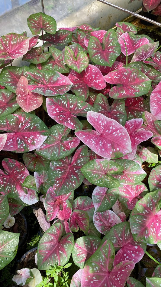 Caladium Thai Hybrid SUN18
