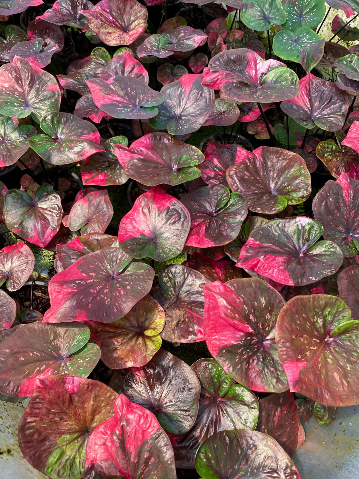 Caladium Thai Hybrid SUN19