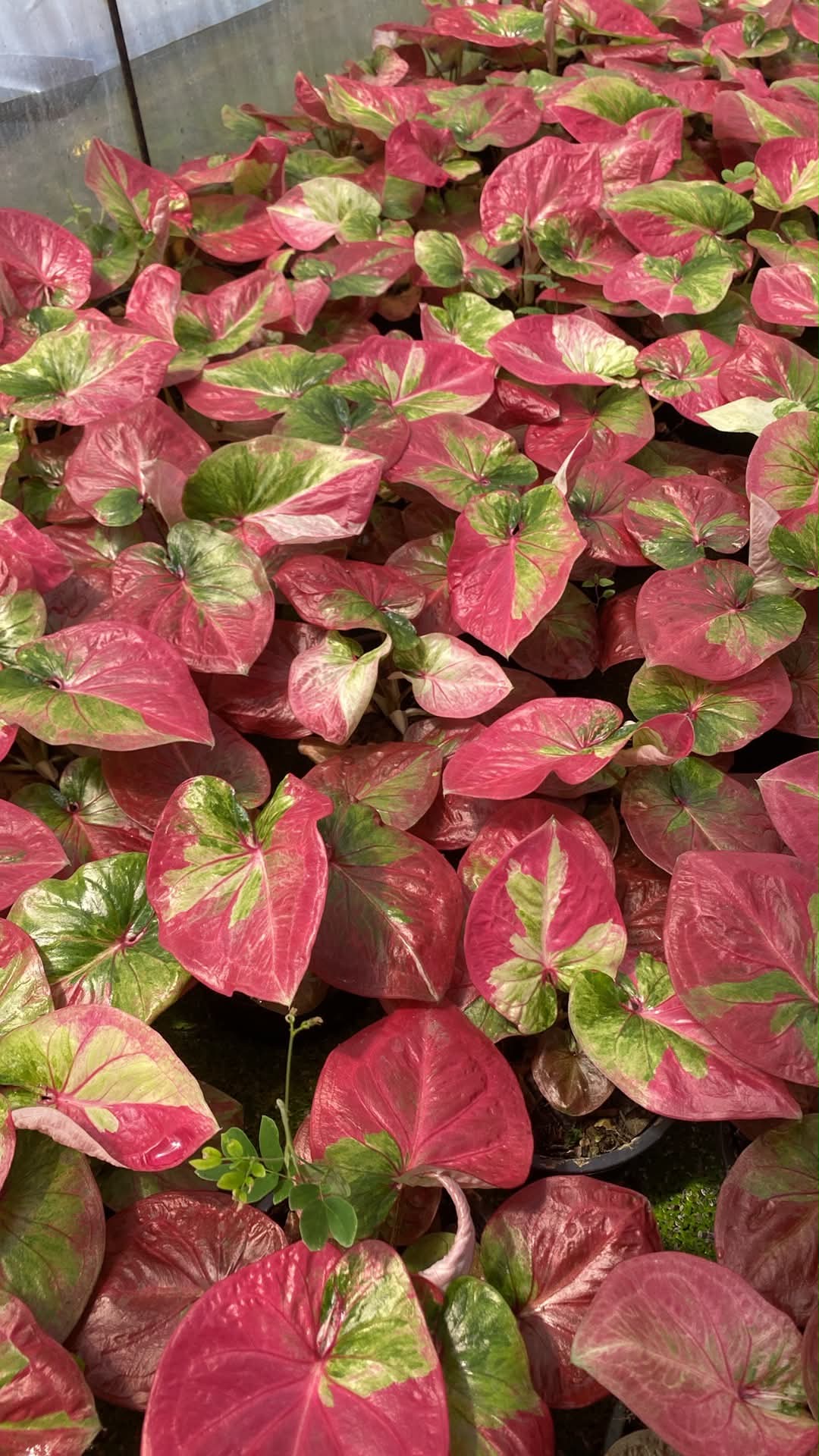 Caladium Thai Hybrid SUN20