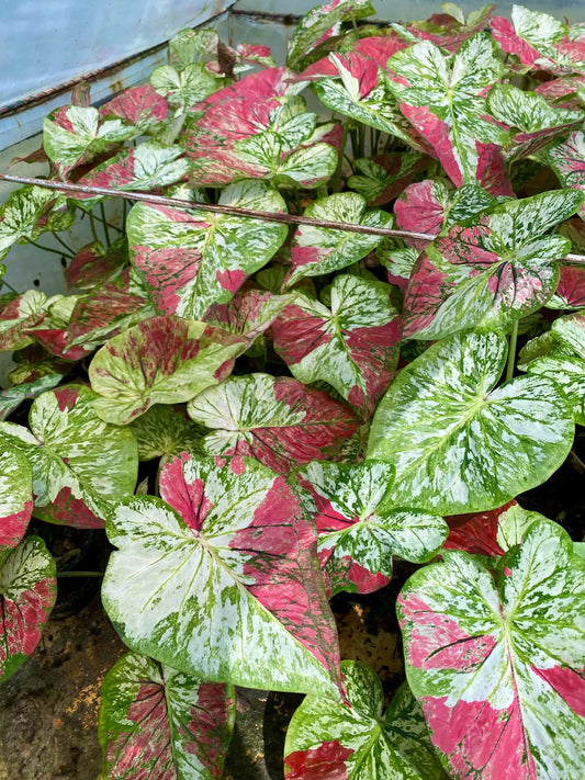 Caladium Thai Hybrid SUN21
