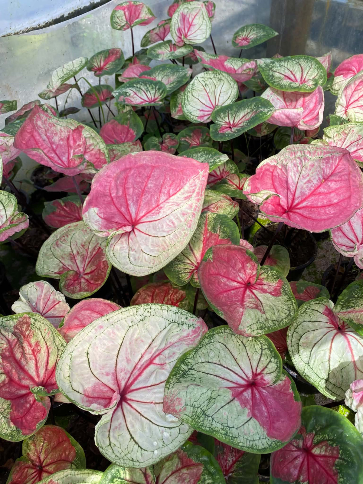 Caladium Thai Hybrid SUN22
