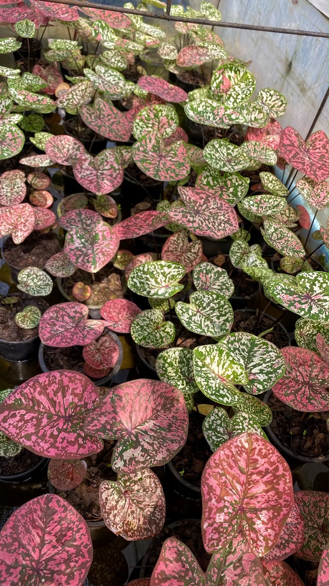 Caladium Thai Hybrid SUN24