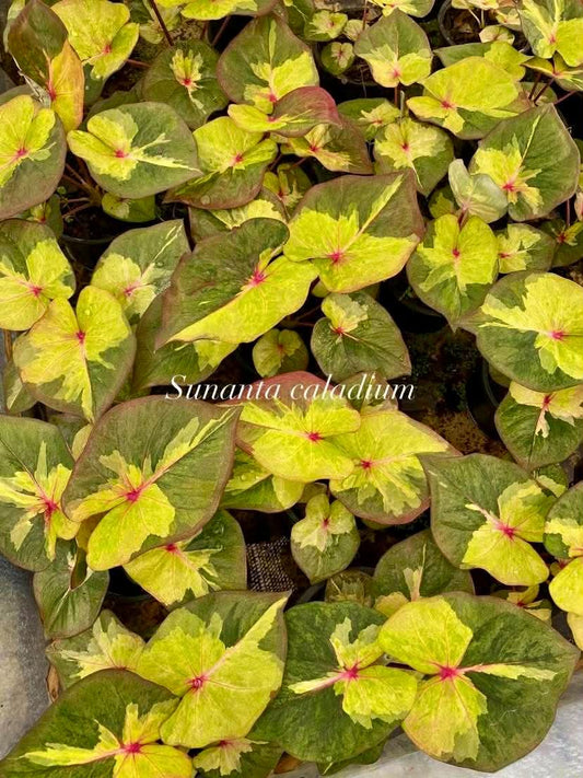 Caladium Thai Hybrid SUN25