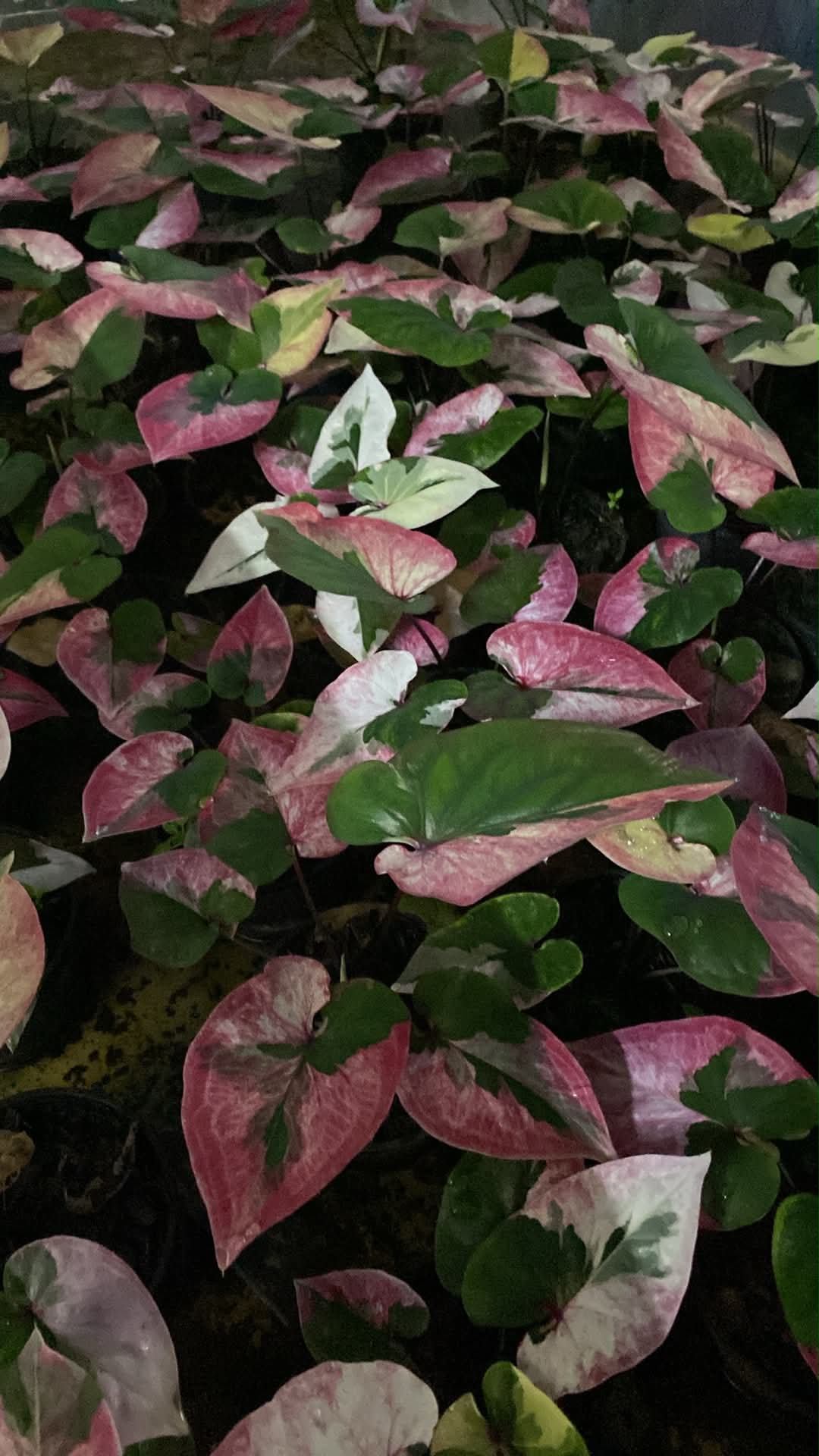 Caladium Thai Hybrid SUN26