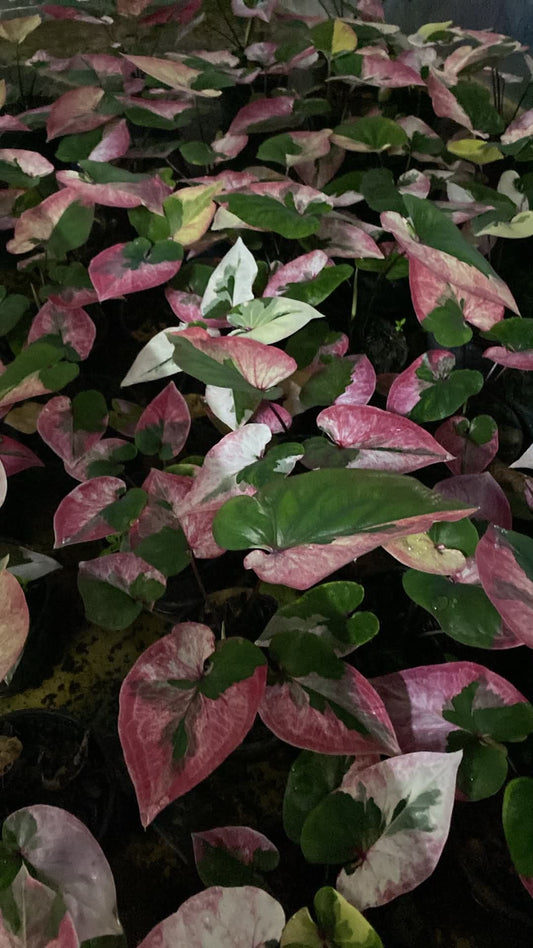 Caladium Thai Hybrid SUN26