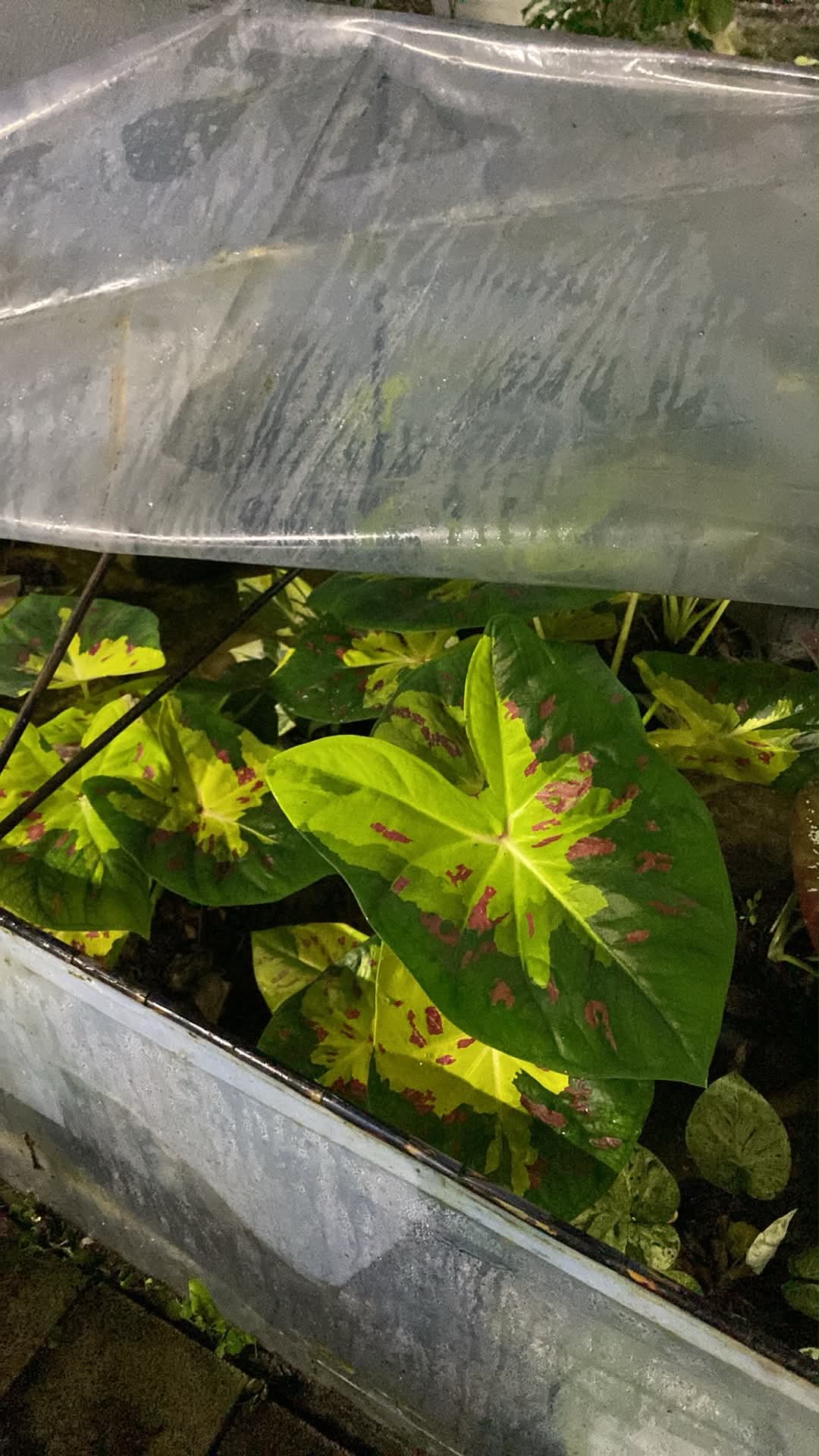 Caladium Thai Hybrid SUN27
