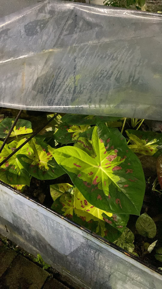 Caladium Thai Hybrid SUN27