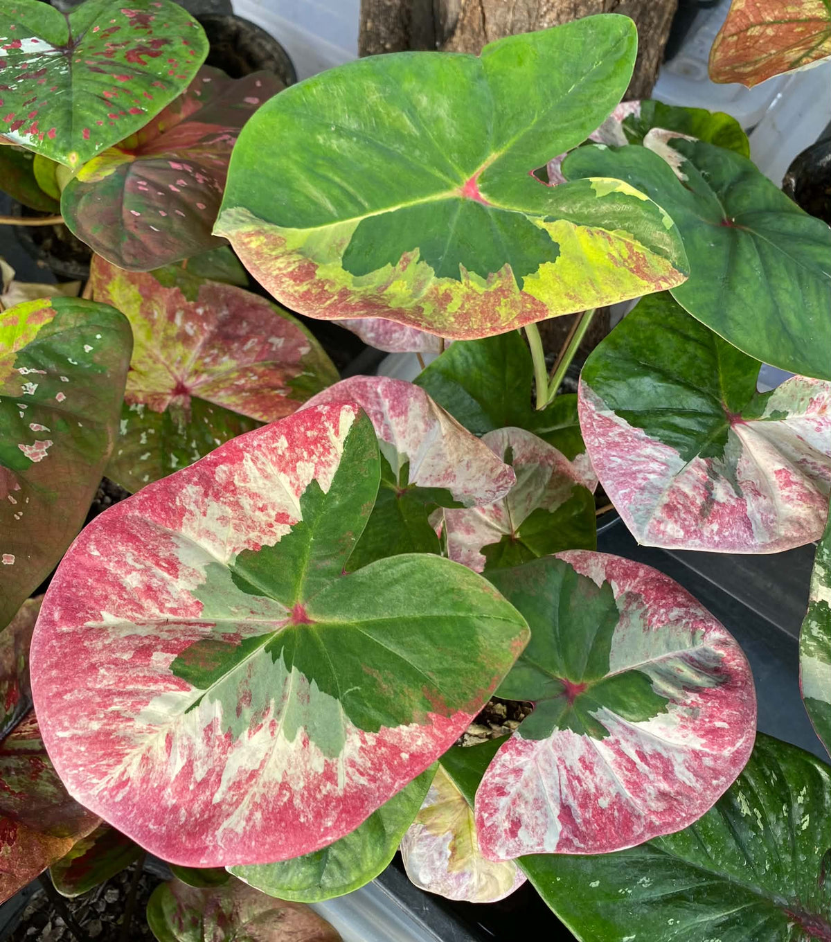 Caladium Thai Hybrid SUN28