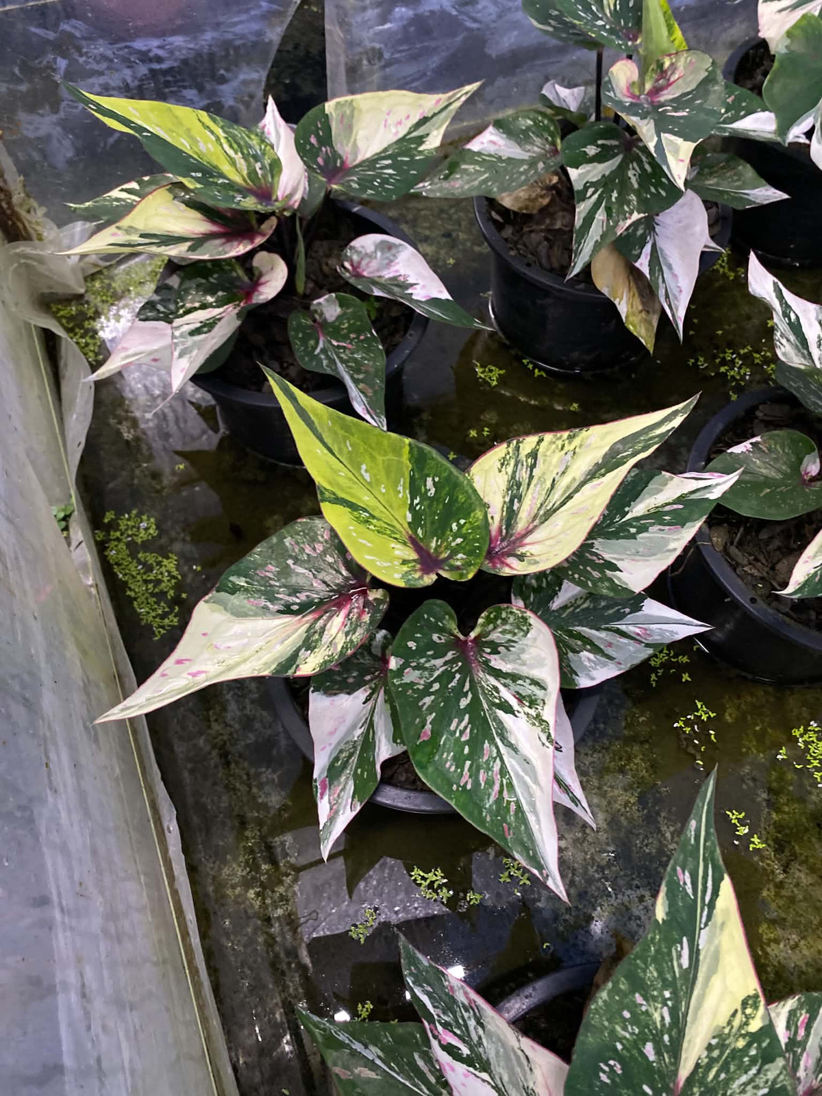 Caladium Thai Hybrid SUN29
