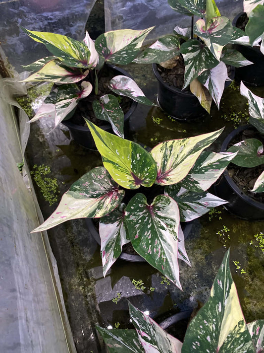 Caladium Thai Hybrid SUN29