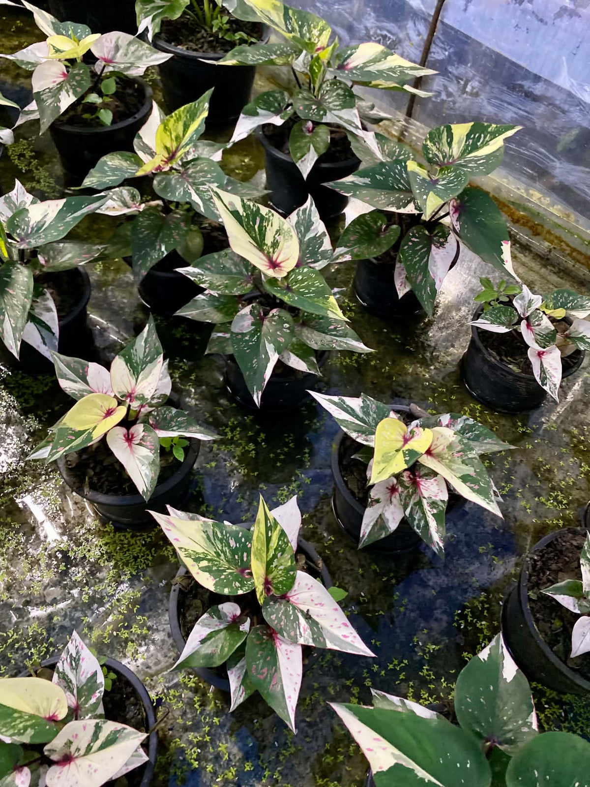 Caladium Thai Hybrid SUN29