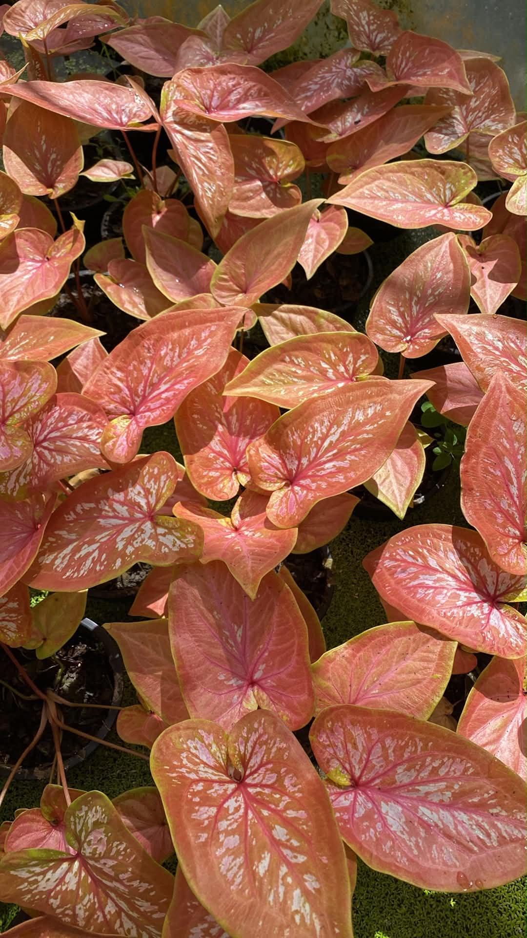 Caladium Thai Hybrid SUN30