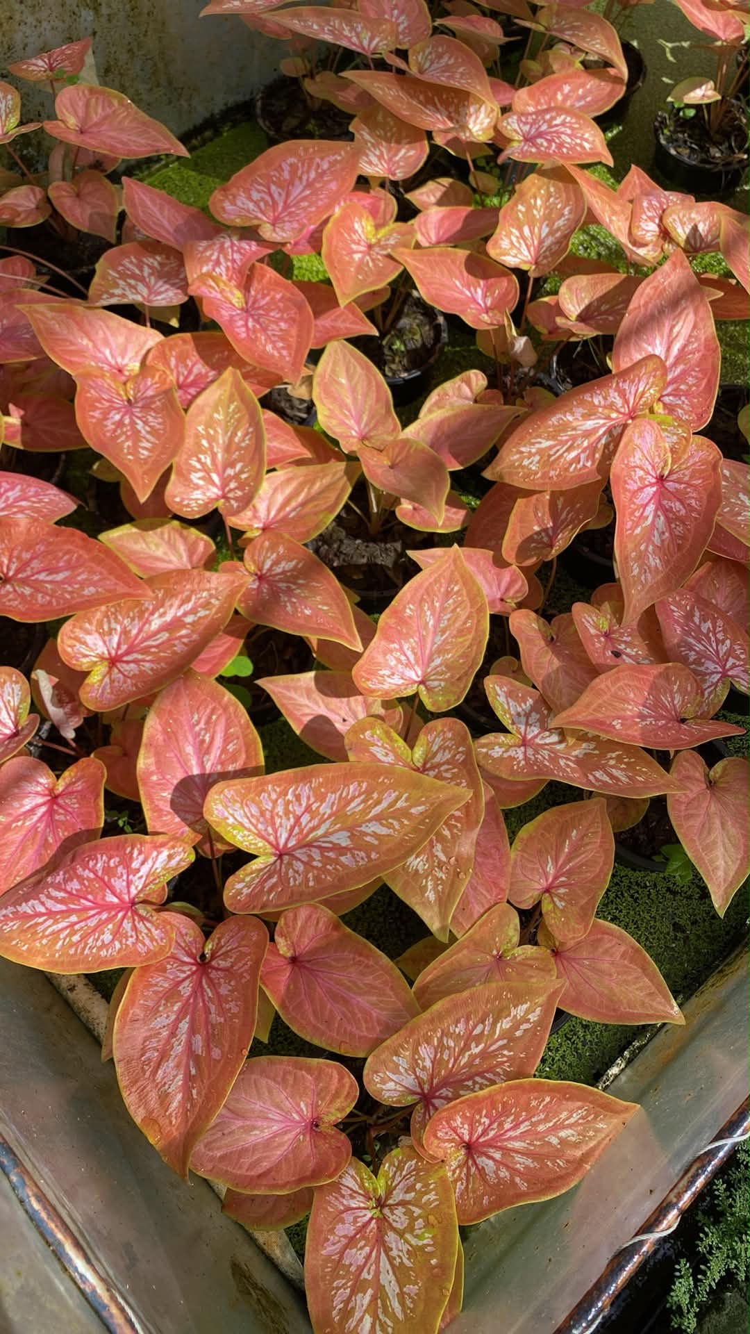 Caladium Thai Hybrid SUN30