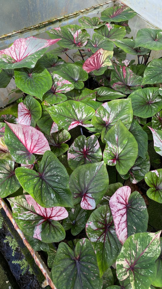 Caladium Thai Hybrid SUN31