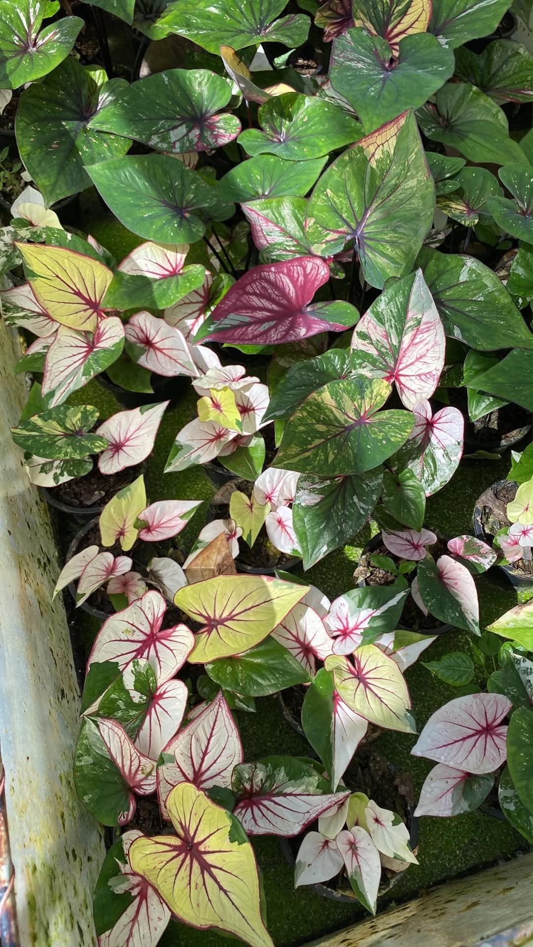 Caladium Thai Hybrid SUN31