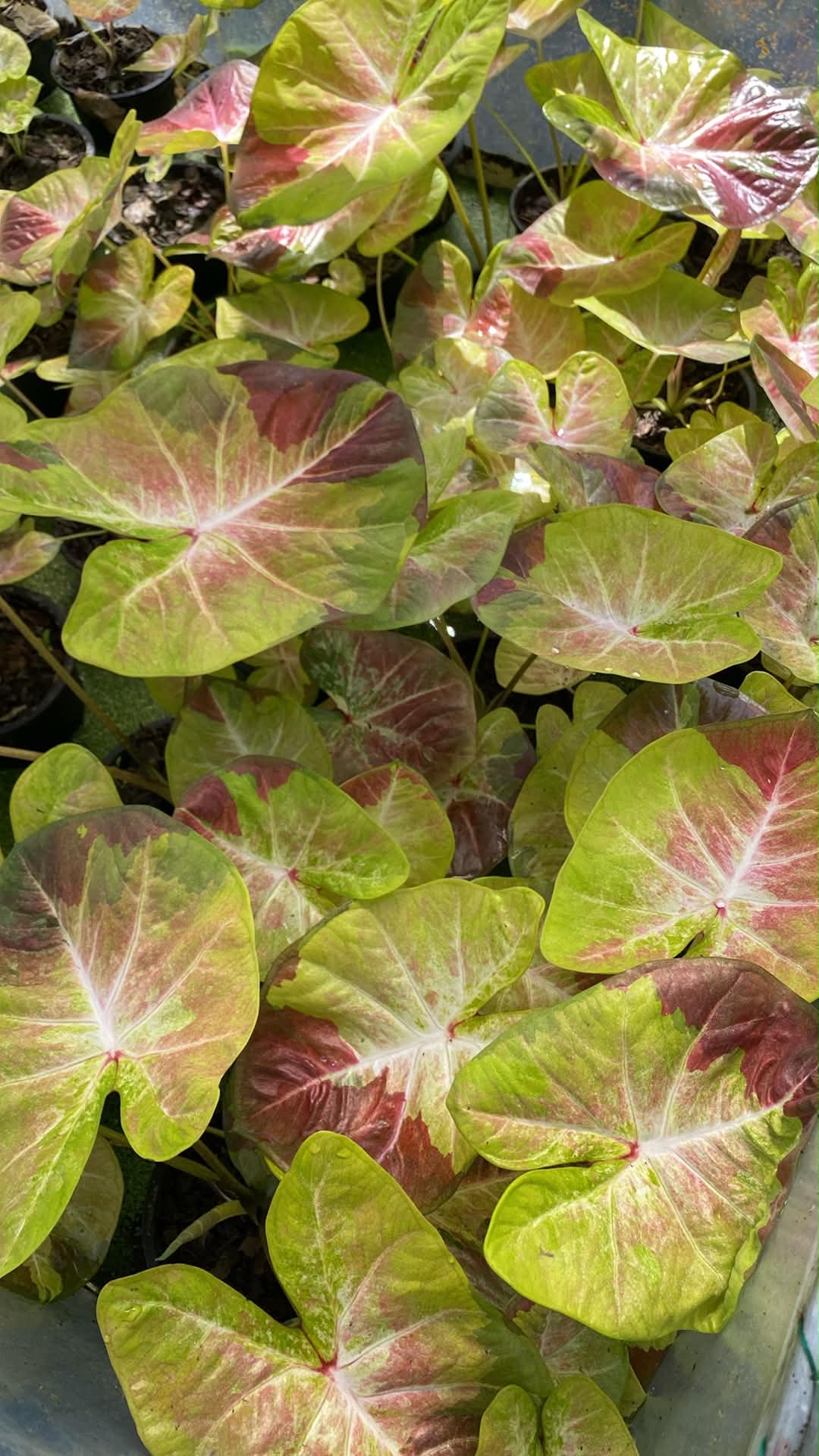 Caladium Thai Hybrid SUN32
