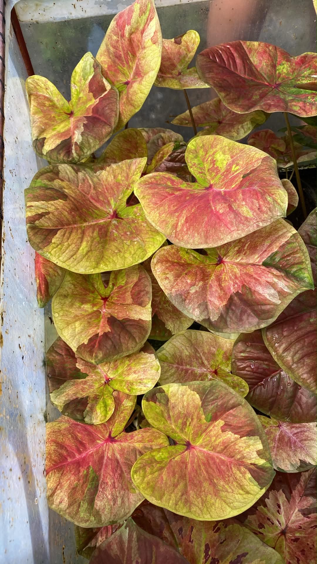 Caladium Thai Hybrid SUN33