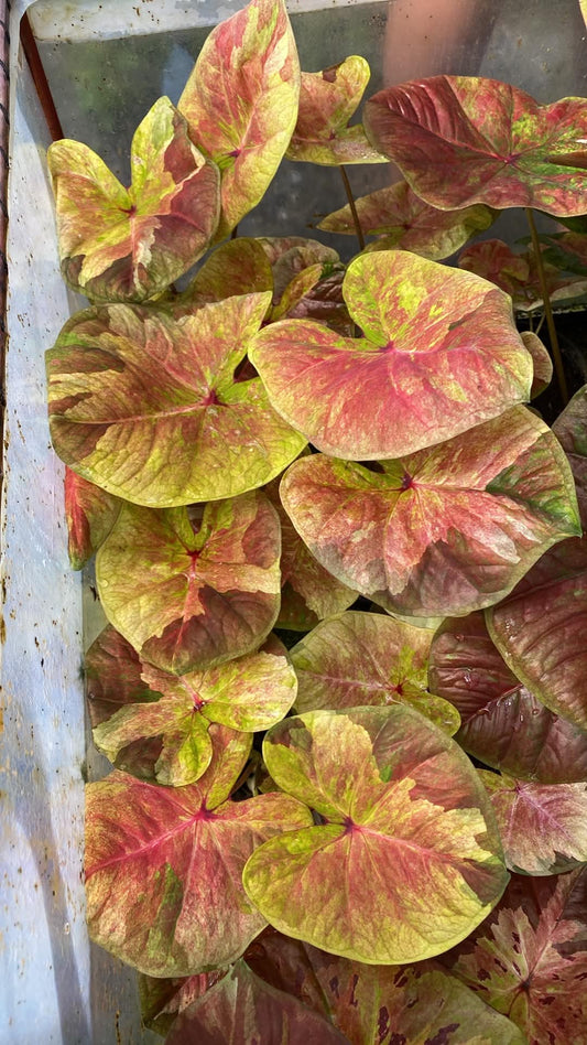 Caladium Thai Hybrid SUN33