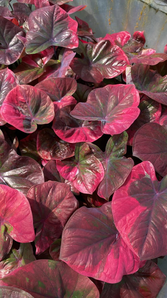 Caladium Thai Hybrid SUN34