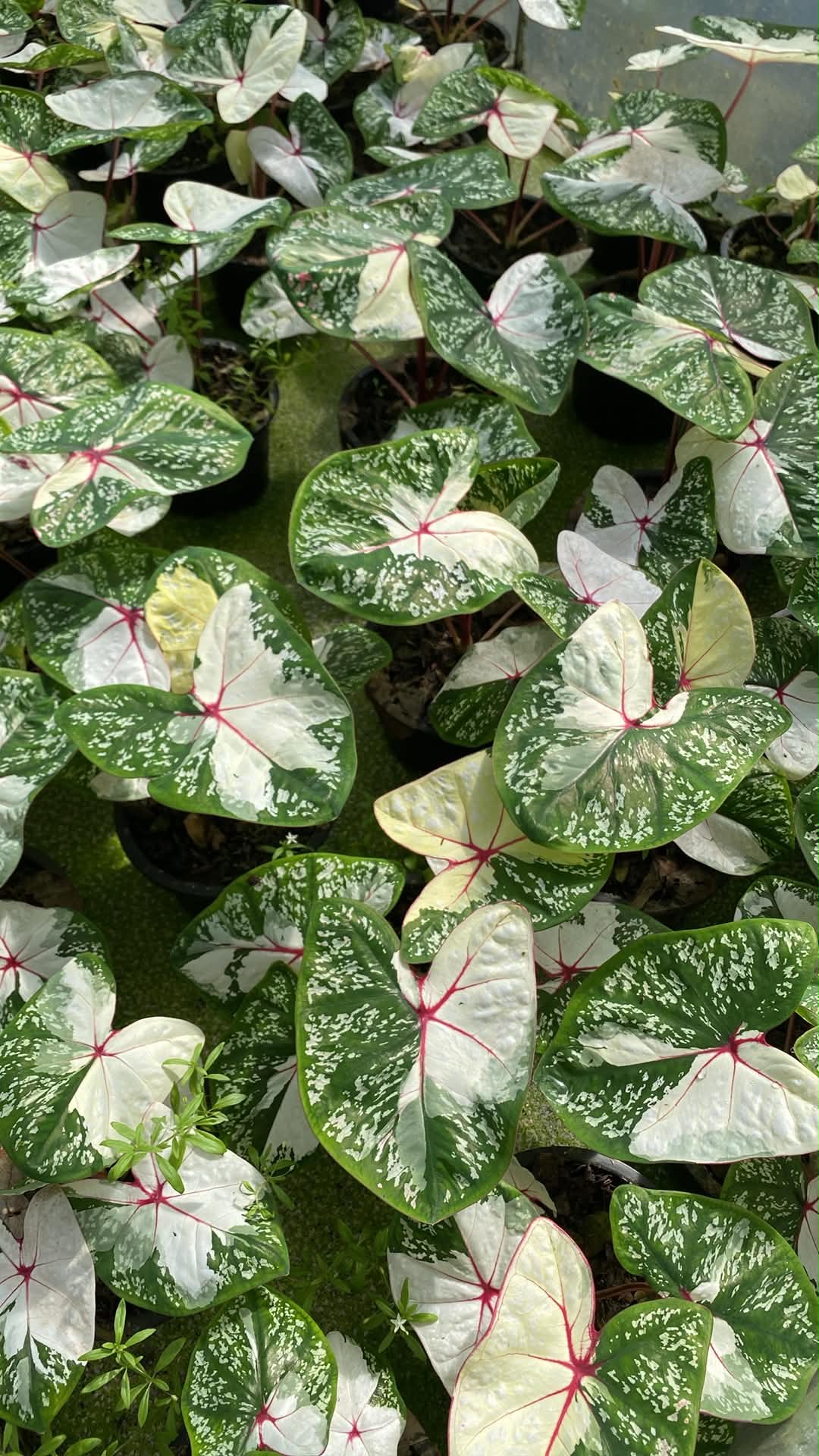Caladium Thai Hybrid SUN35