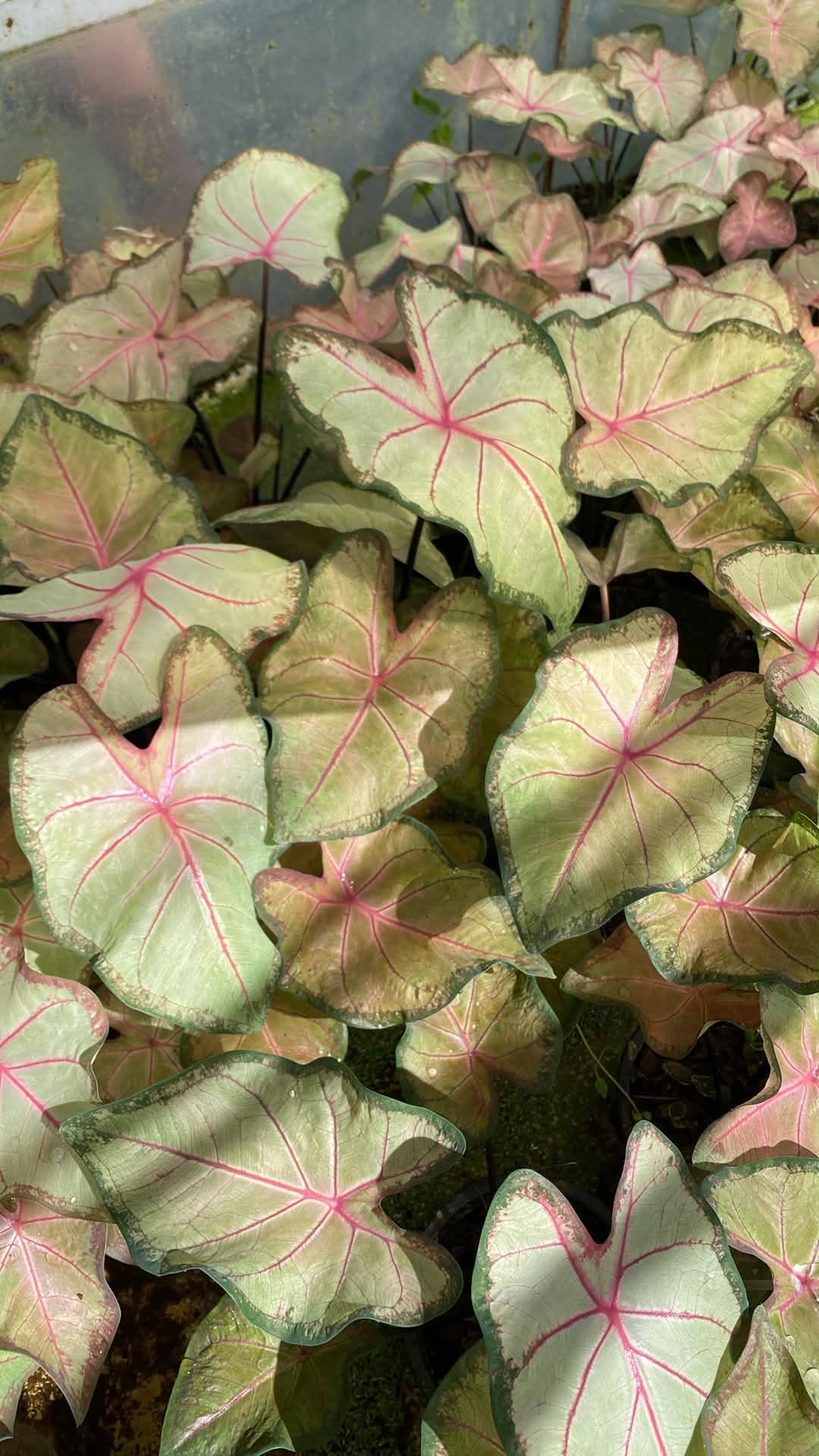 Caladium Thai Hybrid SUN36