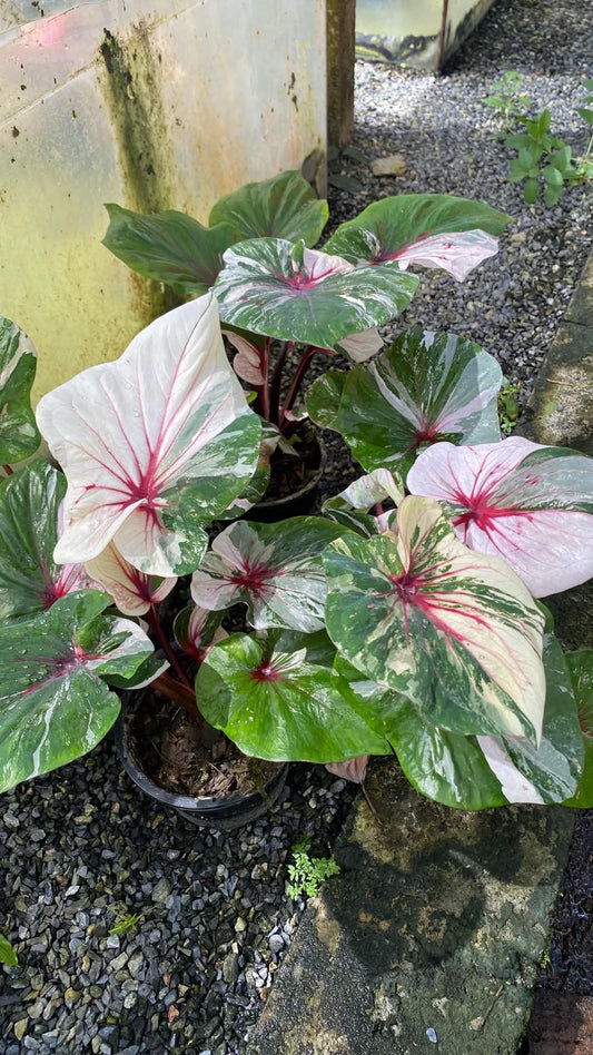 Caladium Thai Hybrid SUN37