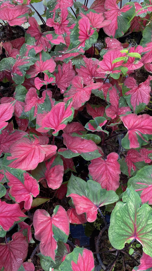 Caladium Thai Hybrid SUN39