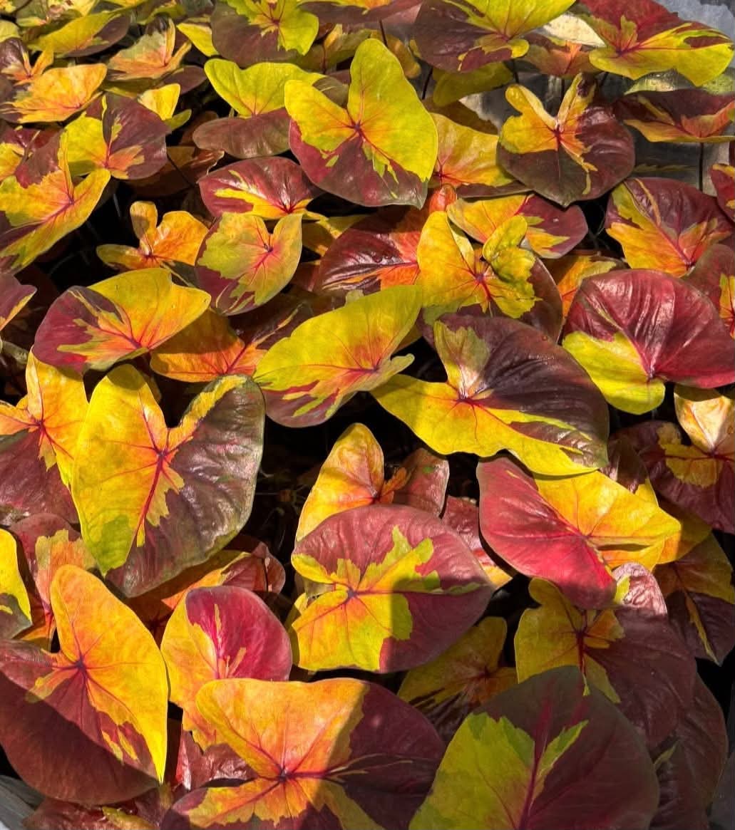 Caladium Thai Hybrid SUN40